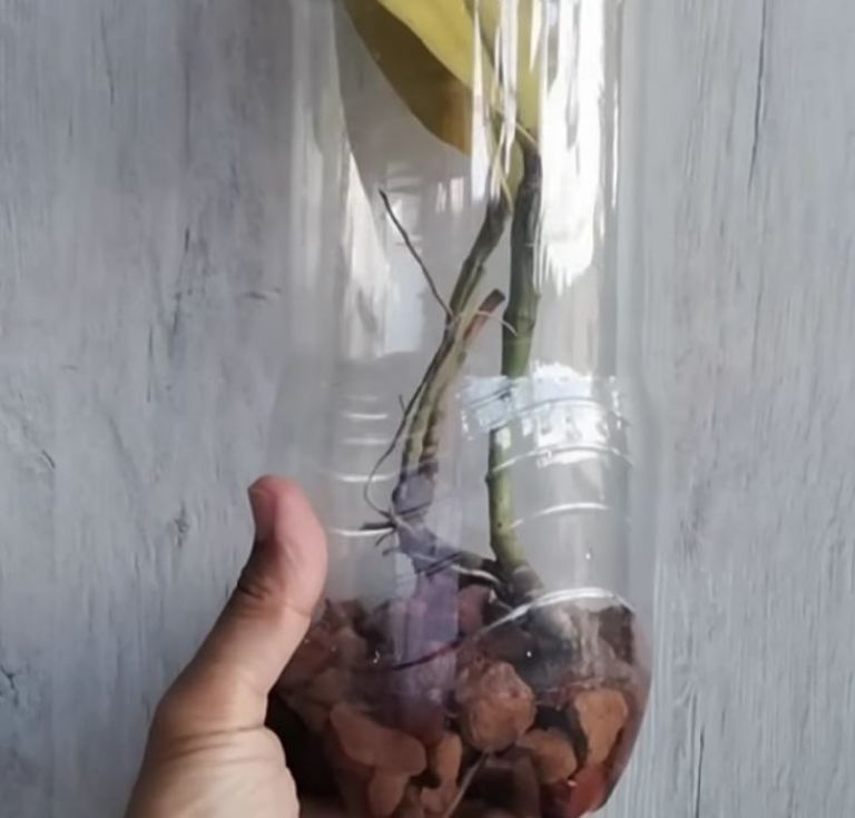Terapia de botella para orquídeas